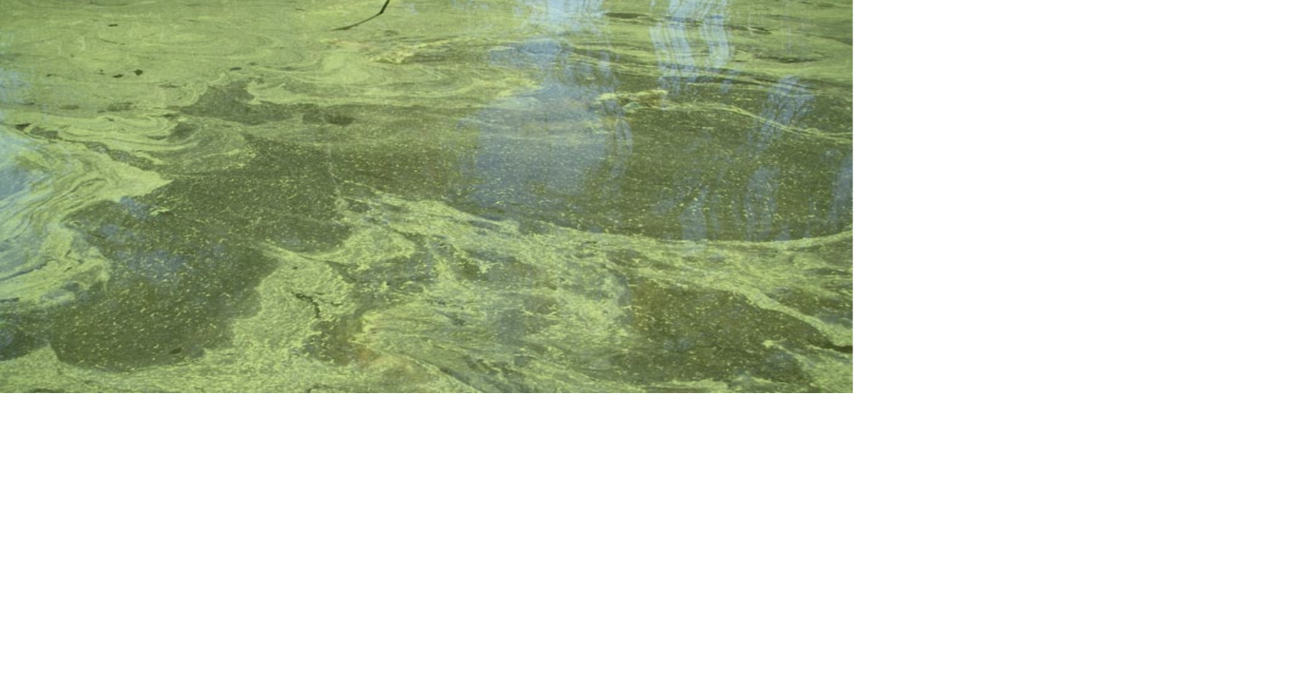 Health advisories issued for Lake Lowell in Canyon County and Van Wyck Boat Ramp on Lake Cascade in Valley County