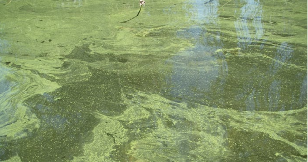 Health advisories issued for Lake Lowell in Canyon County and Van Wyck Boat Ramp on Lake Cascade in Valley County