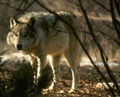 Wolves