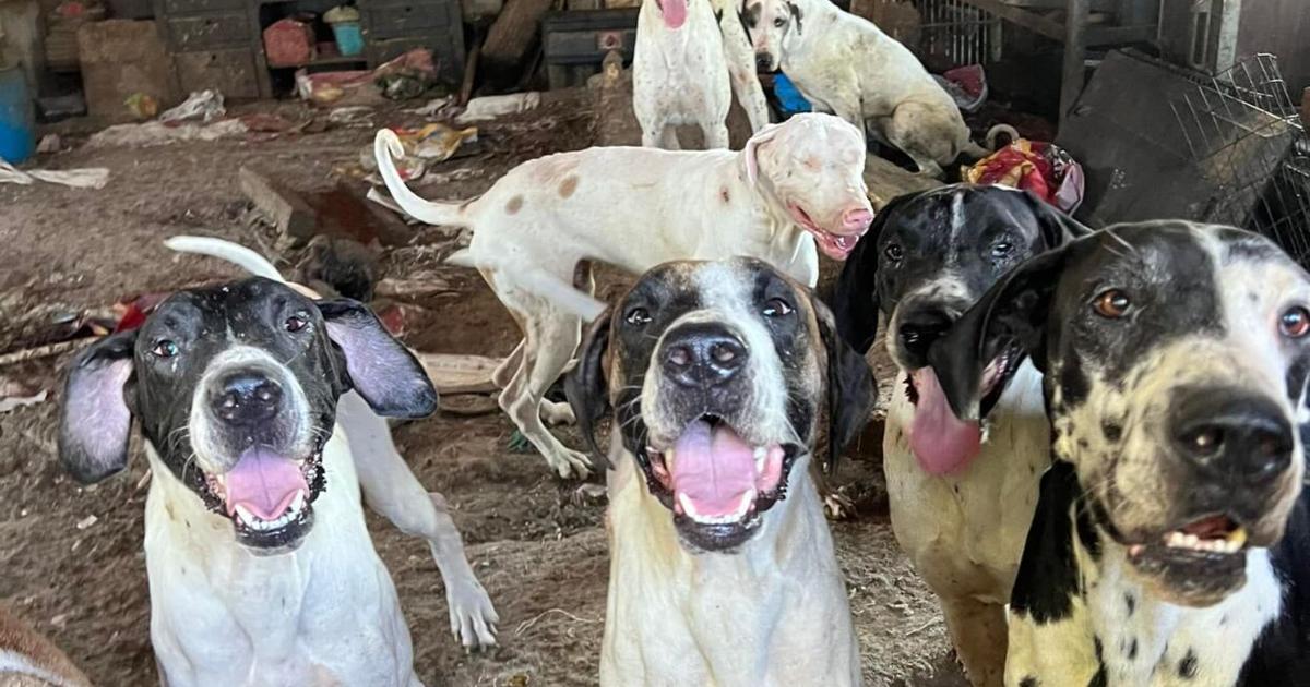 Mehr als 13 Deutsche Doggen vom Idaho Animal Rescue Network aus ihrem Wohnort gerettet, Fosters benötigt |  Idaho