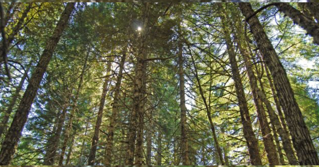 BLM Timber Sales In Oregon Bring In Nearly $13.5 Million