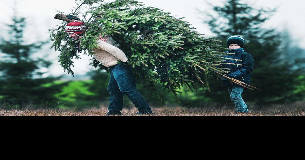 We know it's only October but cue the carols Idaho Christmas Tree Permits are now available