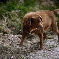 Bobby, de Portugal, perde título de cão mais velho |  Nacional