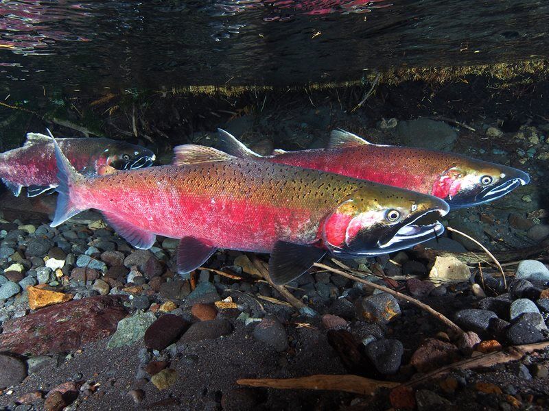 Coho Salmon Fishing  Idaho Fish and Game