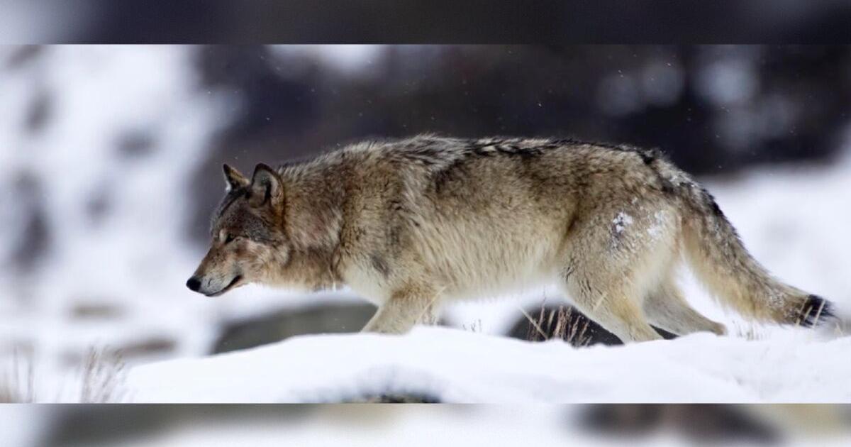 Idaho Fish And Game Removed Three Wolves To Promote Elk Population Growth