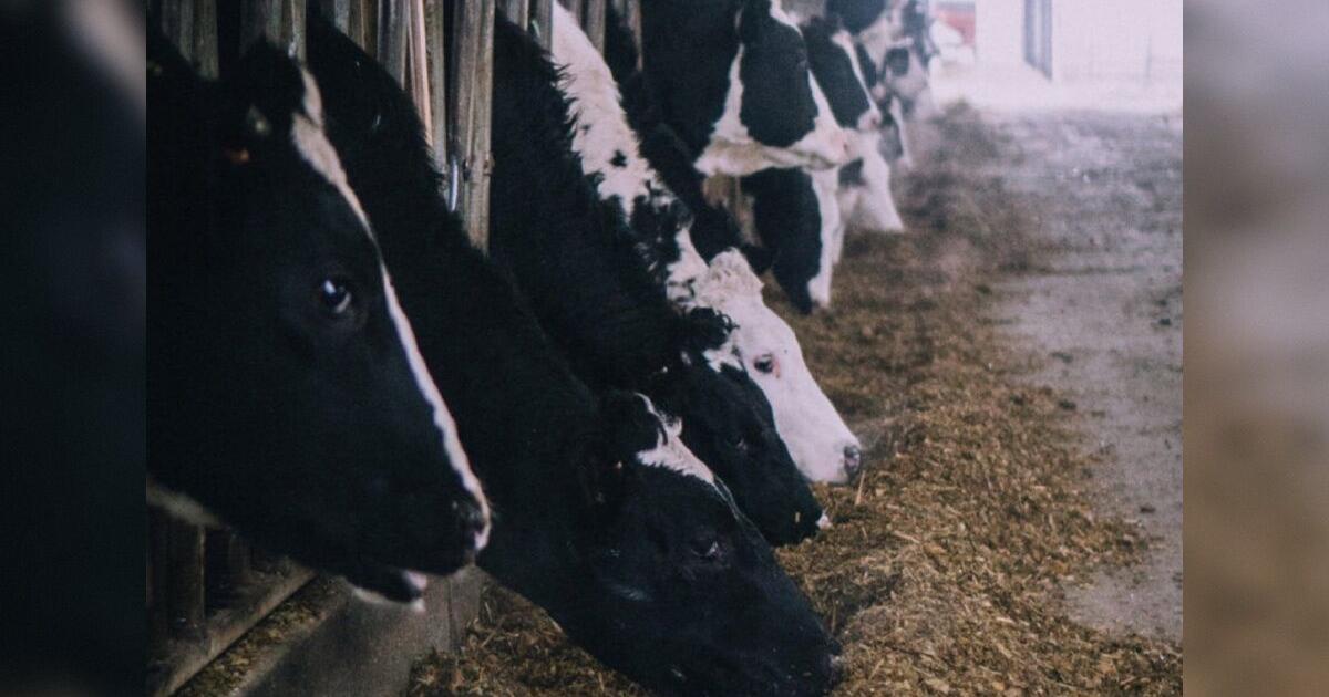 Whole Milk for Healthy Kids Act signed into law