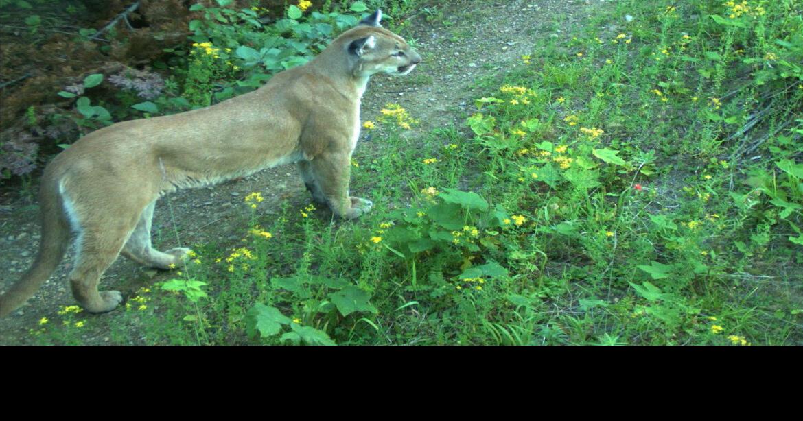 Idaho Department of Fish and Game Discontinues Mountain Lion Hunting Route Access Program on Craig Mountain WMA