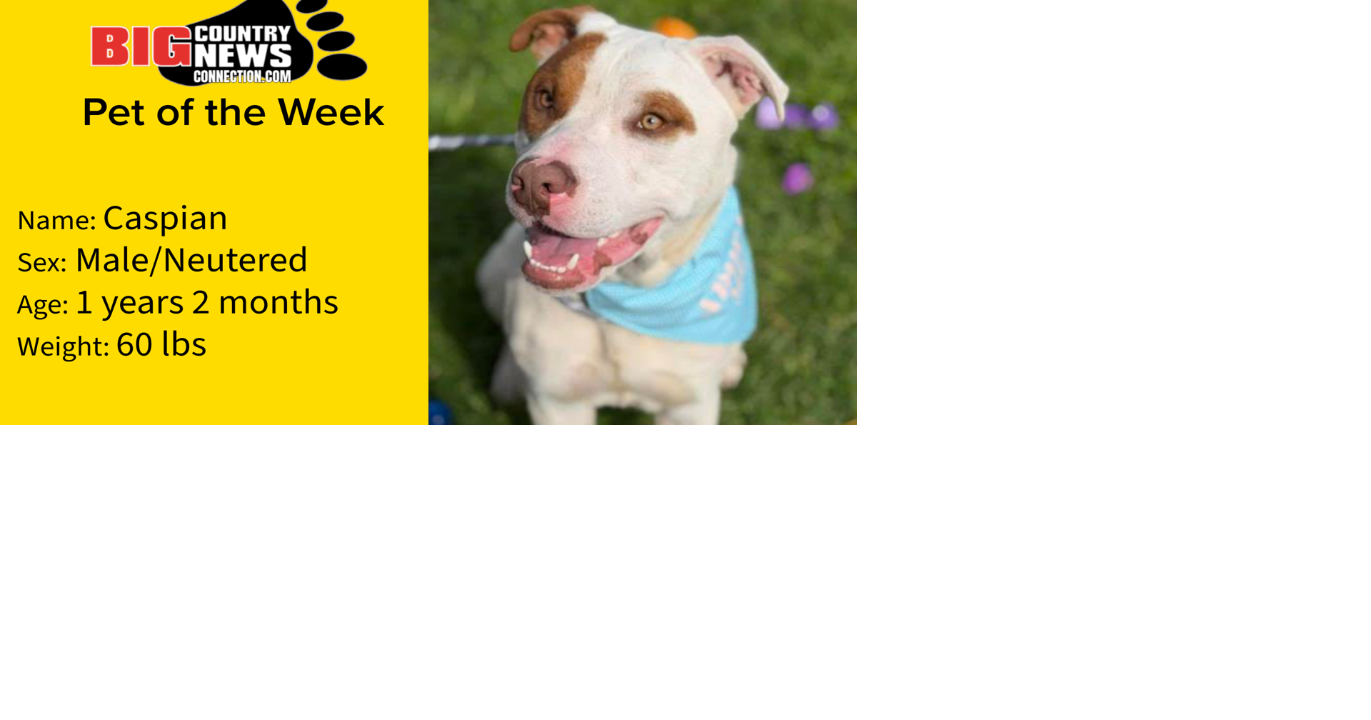 Caspian Is Big Country News Connection's Pet of The Week