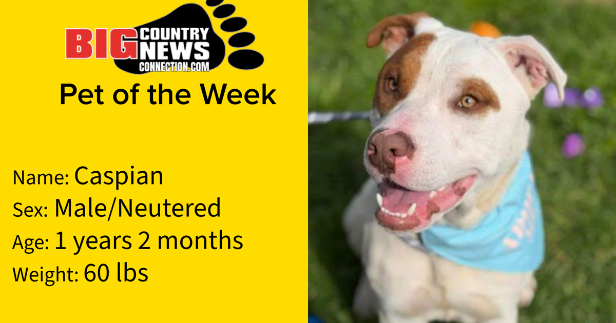 Caspian Is Big Country News Connection's Pet of The Week