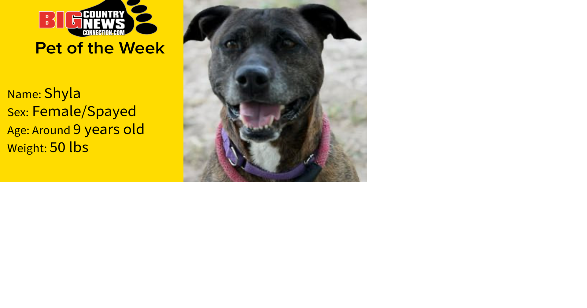 Shyla Is Big Country News Connection's Pet of The Week