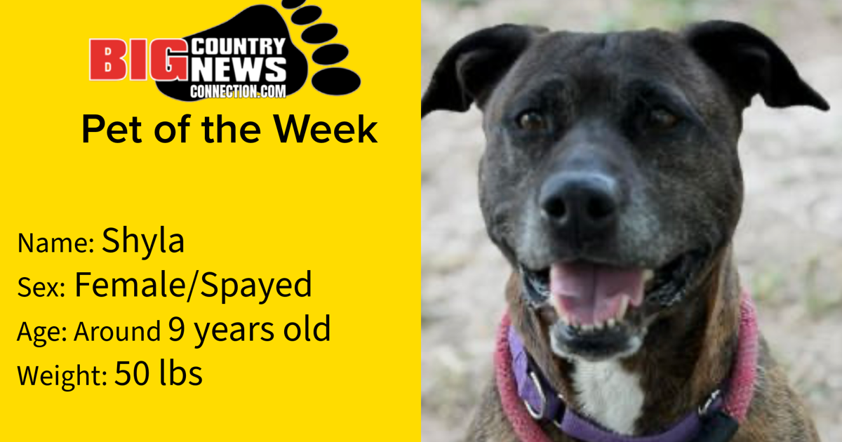 Shyla Is Big Country News Connection's Pet of The Week