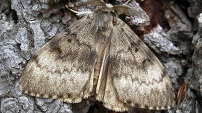 Spongy Moth