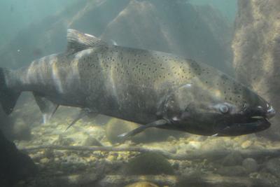 Slow spring picks up steam for Chinook - The Columbian