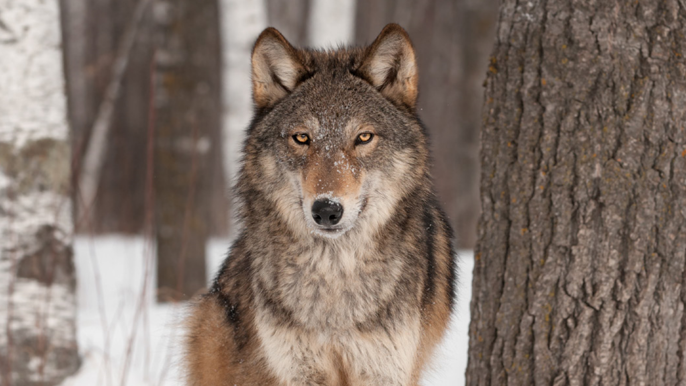 Report: Washington State Wolf Population Grows For 14th Consecutive ...