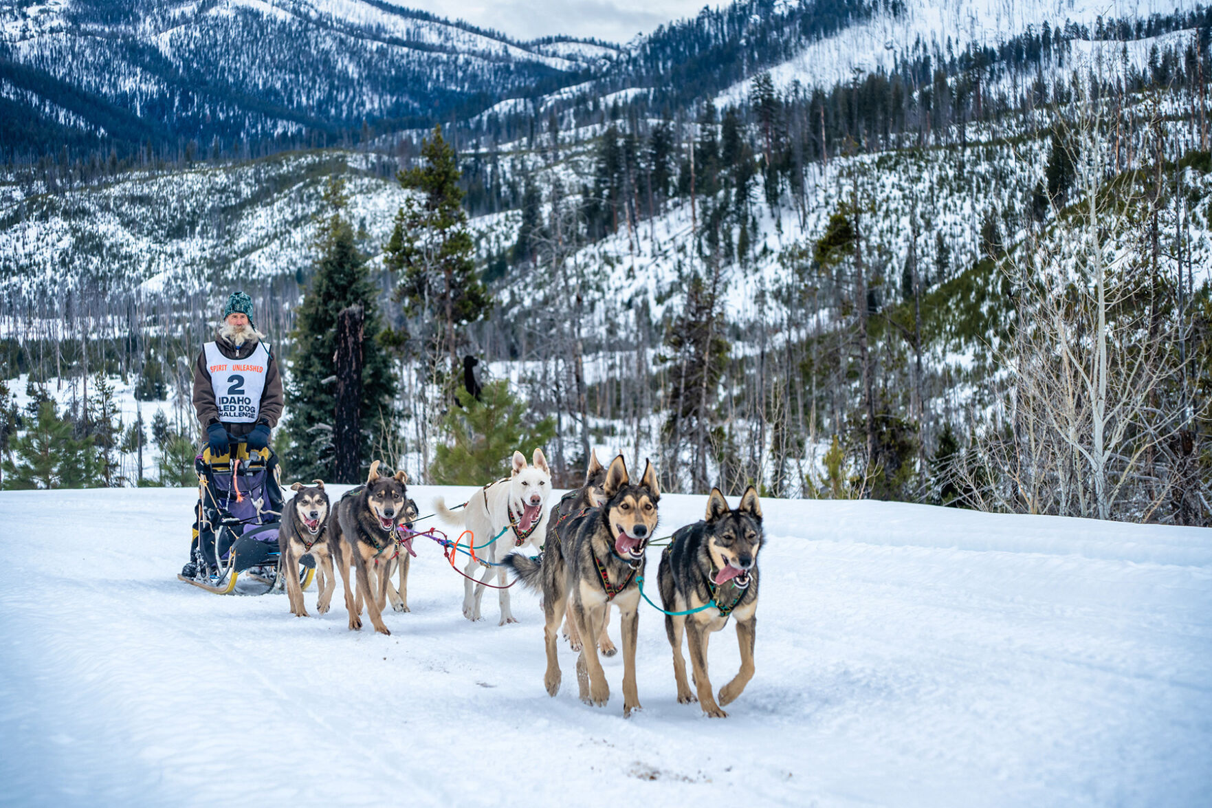 Dog sales sled central