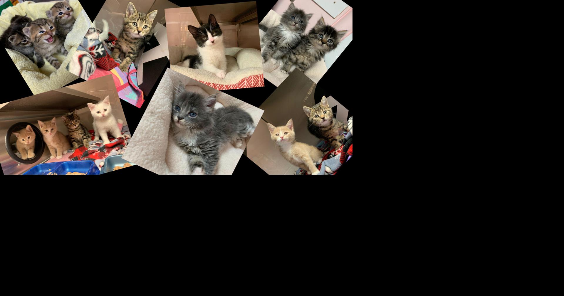 Kitten Season is Here! Learn How You Can Help. - Rainier Veterinary  Hospital in Seattle, WA