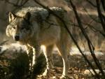 Wildlife Department calls off wolf hunt after discovery of unburied cattle carcasses