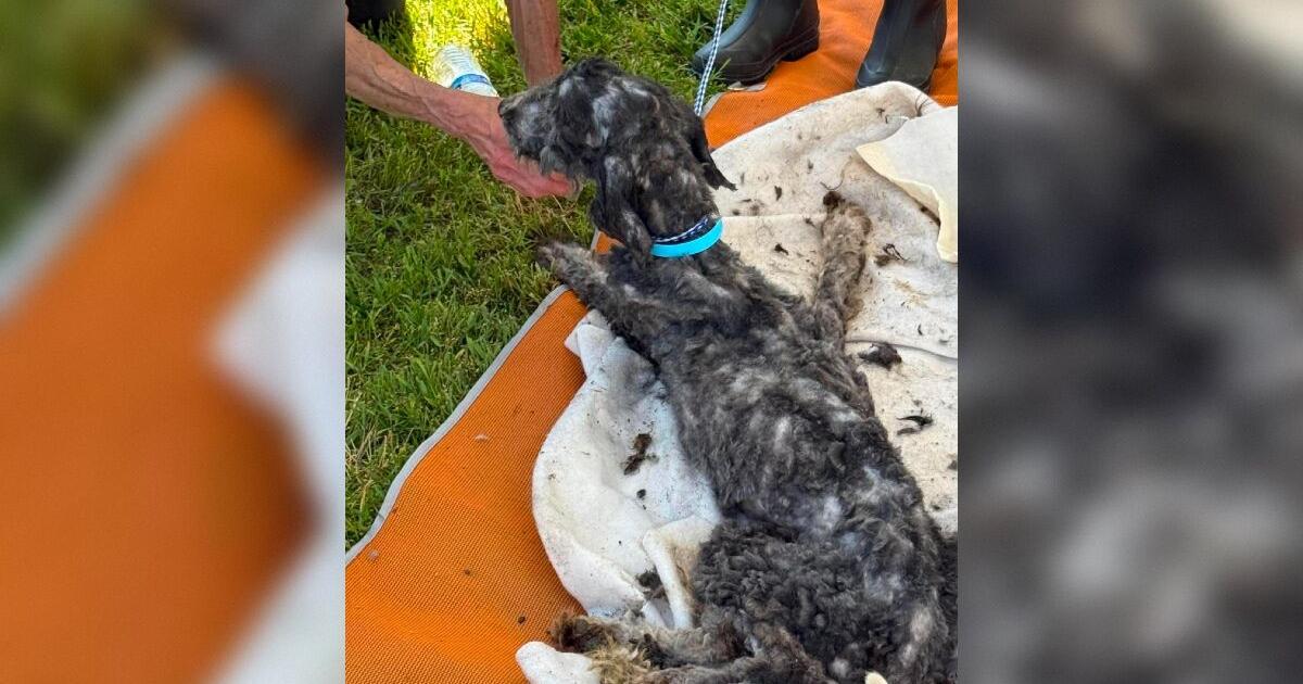 Idaho Animal Rescue Network Involved In Large-Scale Rescue Effort In Benewah County