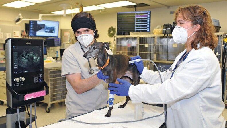 WSU Veterinary Educating Hospital One of many High-Rated Emergency Services within the West | Native