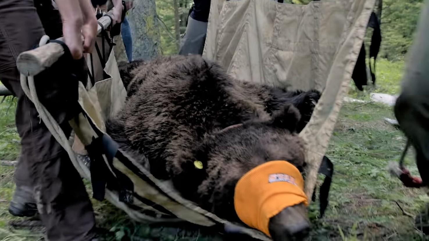 Idaho Fish and Game Grizzly Bear Trapping Featured on 'MeatEater' TV