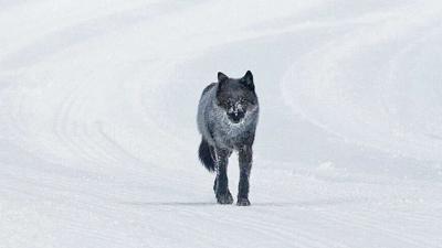 Yellowstone wolf