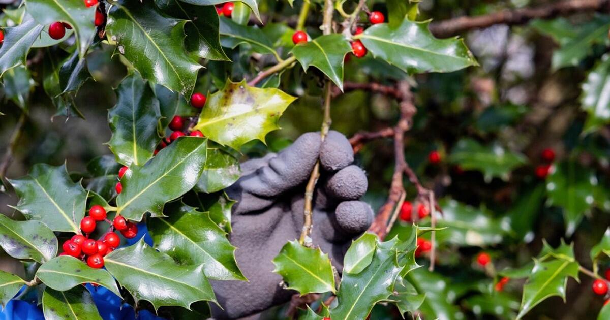 Not-so-jolly invader: English holly spreads across Northwest forests
