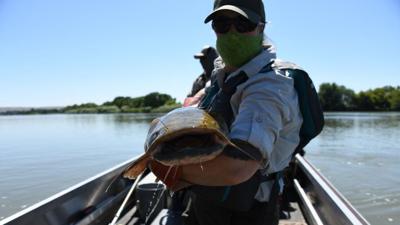 Idaho Fish & Game Biologists Move Snake River Catfish Into