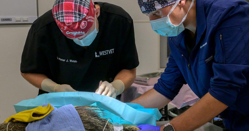 Porcupine Case Shows WSU’s Deep Commitment to Wildlife