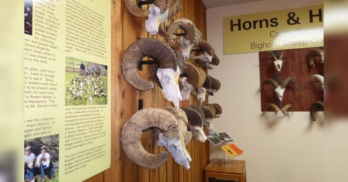 Century of decline reduces genetic diversity and connectivity in Idaho bighorn sheep
