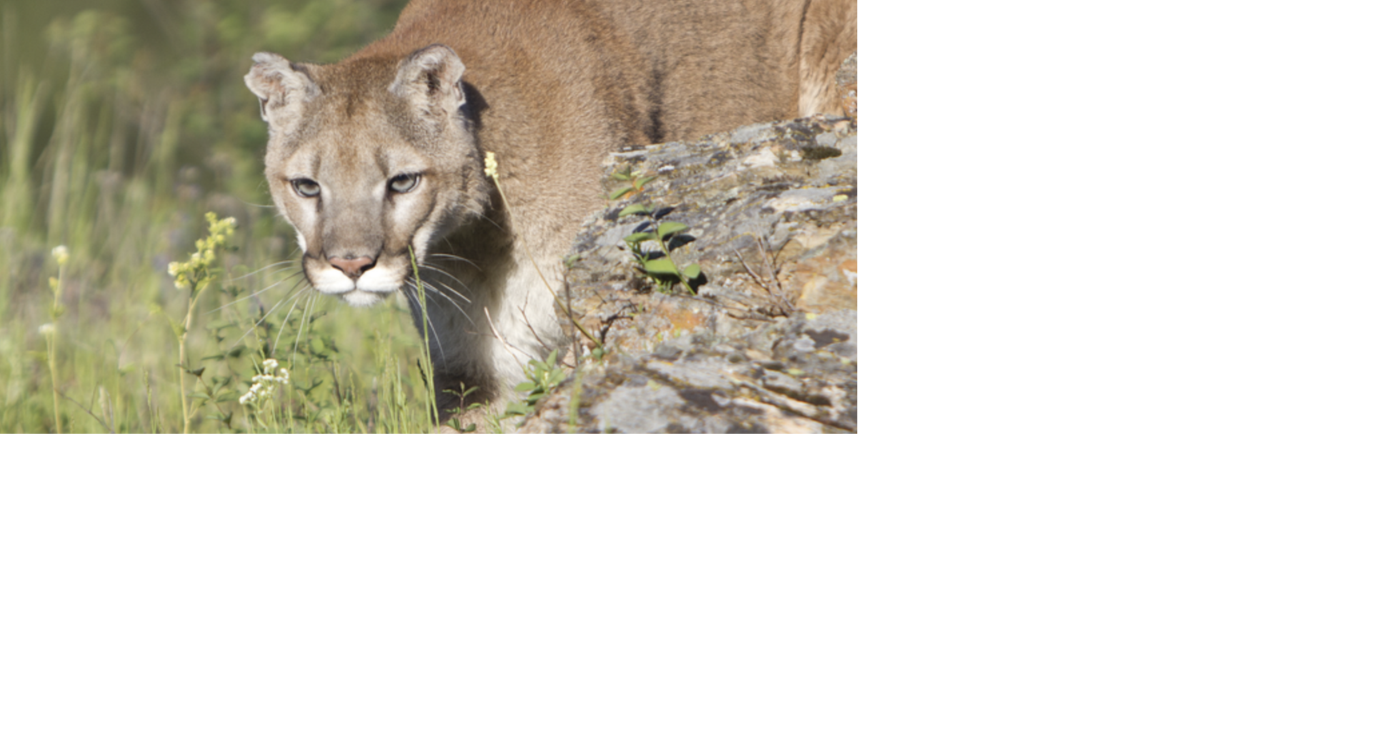Idaho Fish and Game seeks public comment on proposed draft mountain lion management plan