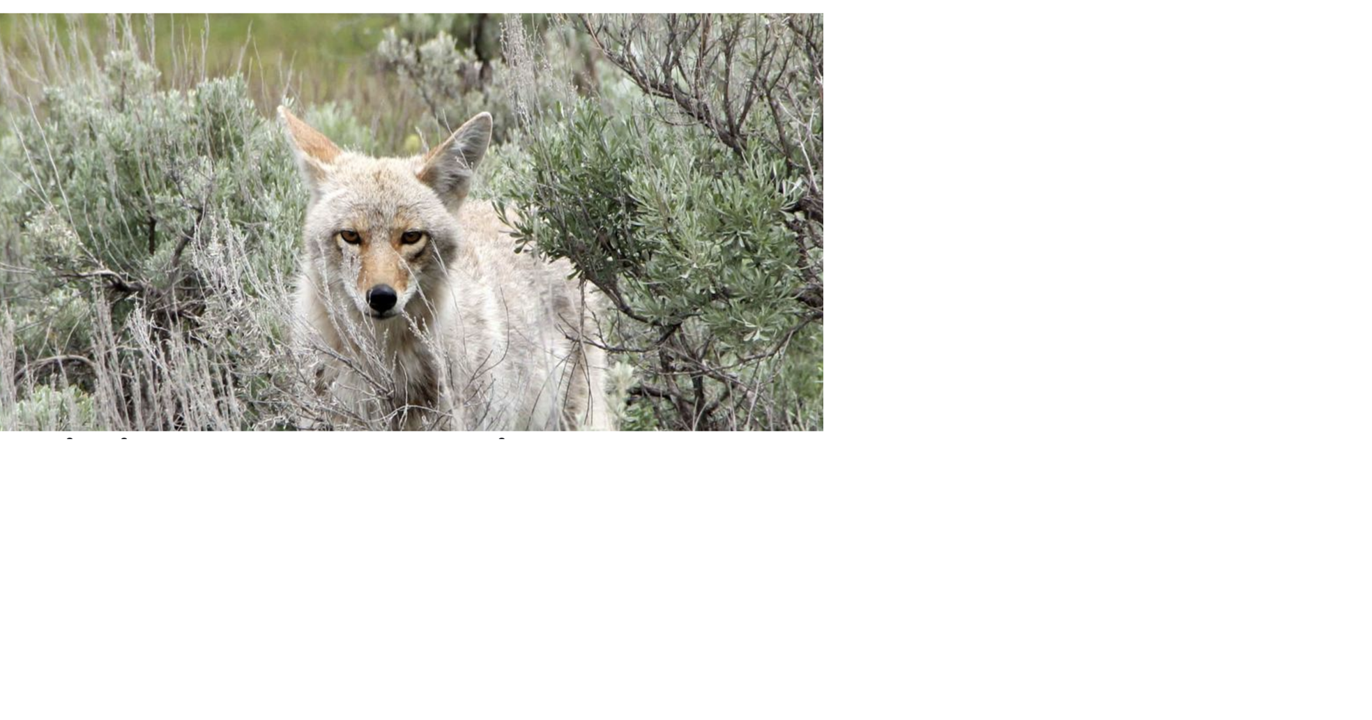 Idaho Fish And Game Urge Vigilance During Coyote Mating And Denning Seasons