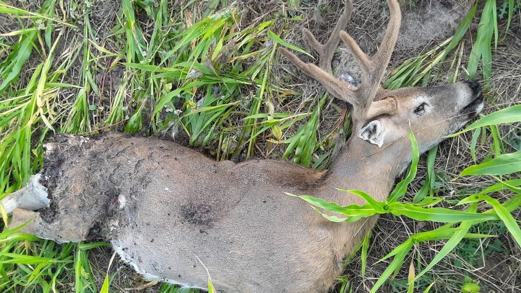 Idaho Fish & Game Officers Investigating 4x4 Whitetailed Deer Shot and