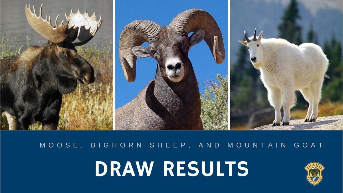 Controlled Hunt Drawing Results For Moose, Bighorn Sheep and Mountain Goat  Now Available Online | Idaho | bigcountrynewsconnection.com