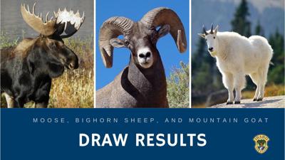 Controlled Hunt Drawing Results For Moose Bighorn Sheep And Mountain Goat Now Available Online Idaho Bigcountrynewsconnection Com
