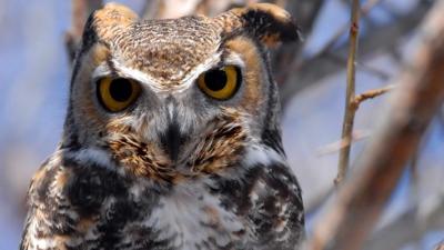 Great-Horned Owl