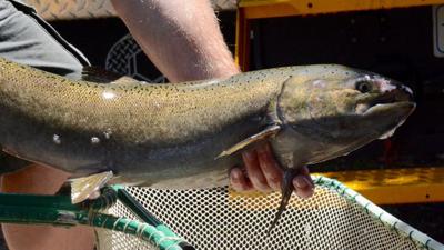 Idfg Forced To Close Chinook Salmon Fishing On Clearwater River Due To Lower Than Expected Returns Idaho Bigcountrynewsconnection Com
