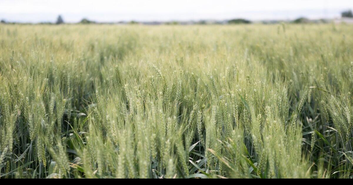 Emerging Threat: Soilborne Wheat Mosaic Virus in North Idaho