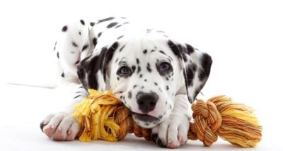 Happy Day Humane Society Needs Toys