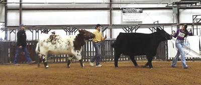 Livestock Show steers