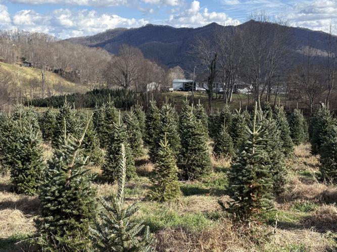 Recipe for a Christmas tree farm: Add love of family to love of land ...
