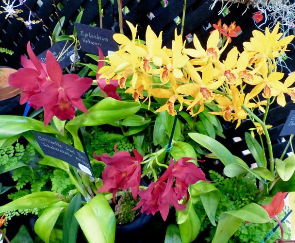 An Orchid Expedition Be dazzled by the Asheville Orchid Festival April