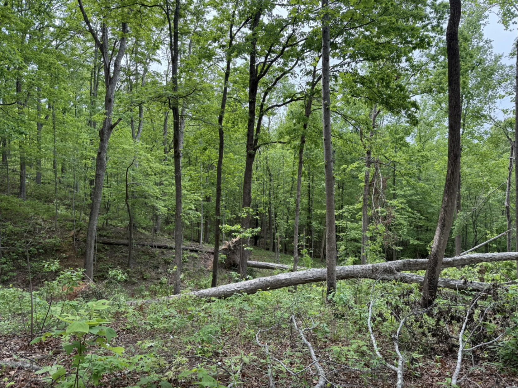 Amid Pisgah logging plans post-Helene, Forest Service shuts out public ...