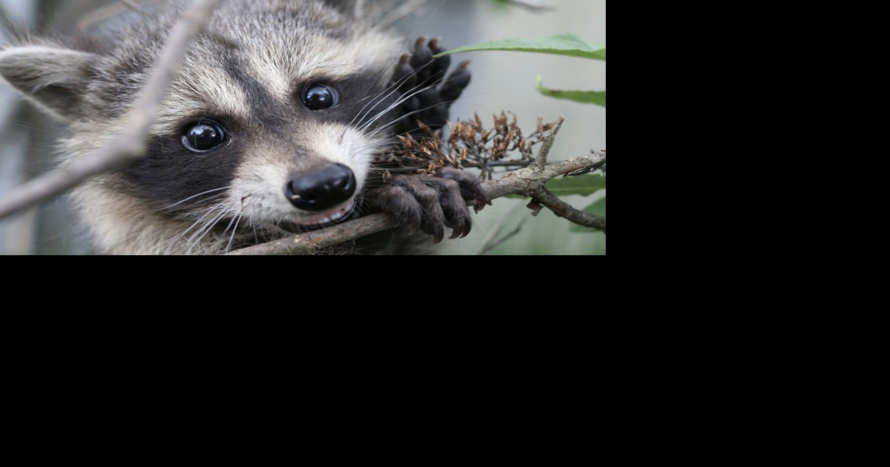 Taking the Bait: USDA Airdropping Rabies Vaccines for Raccoons | News ...
