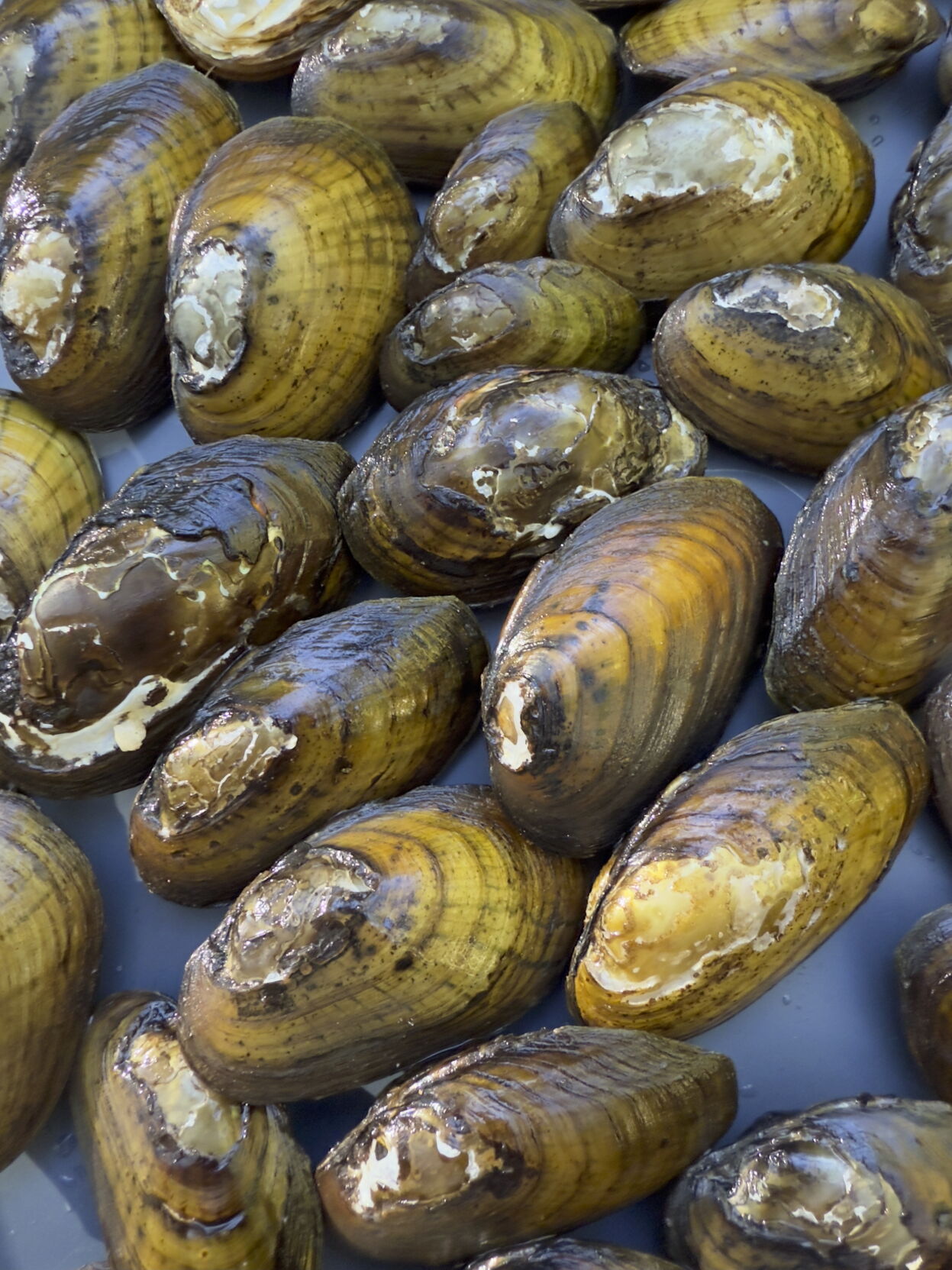 Early mussel restoration efforts show promise on Abrams Creek ...