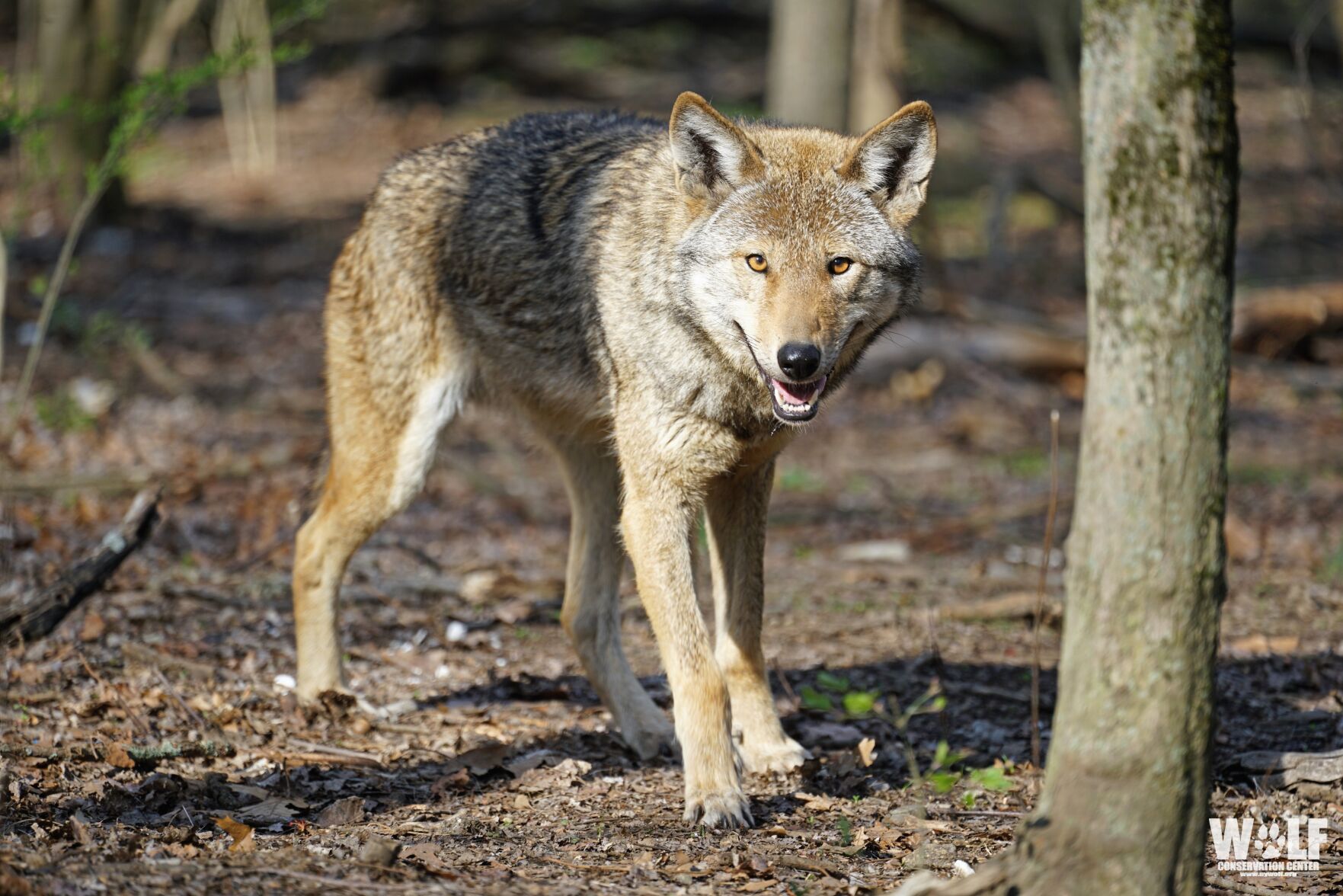 WNC Nature Center New Home Of Endangered American Red Wolf | Arts ...