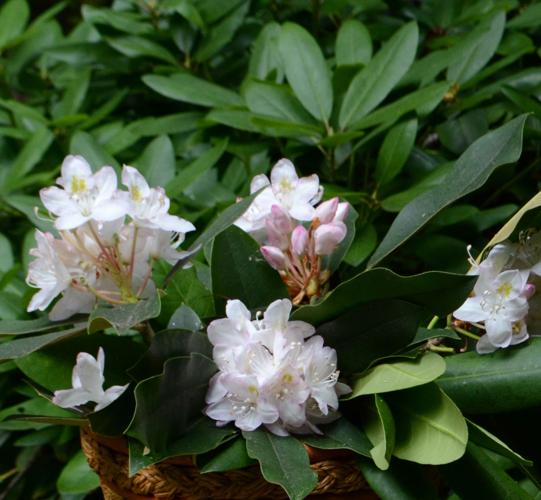 Carolina Native Nursery teaches gardening with native plants | Living ...