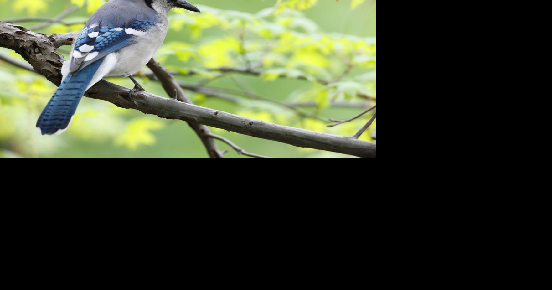 Learn more about your favorite backyard birds with Blue Ridge Audubon ...