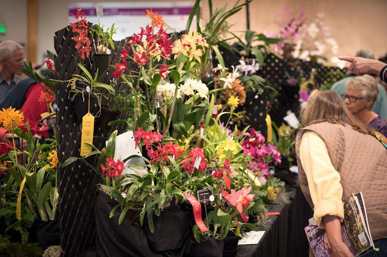 An Orchid Expedition Be dazzled by the Asheville Orchid Festival April