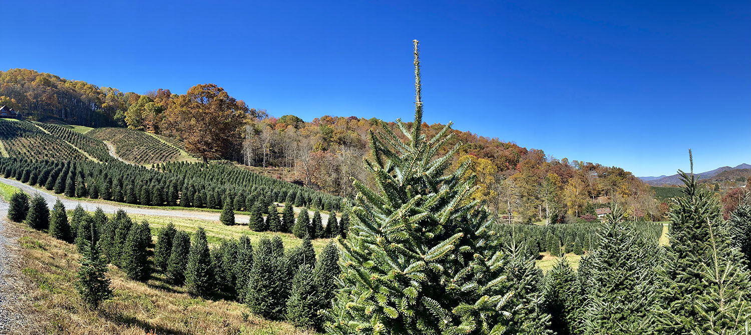 Find the Perfect Christmas Tree at Choose and cut Farm Arts