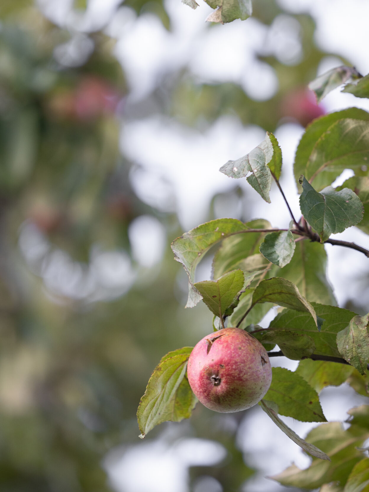 Rediscovering the Smokies' apple harvest heritage | Outdoor ...